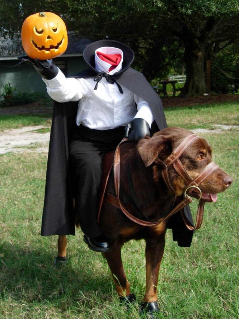 20 Halloween Animal Costume Ideas Flawssy