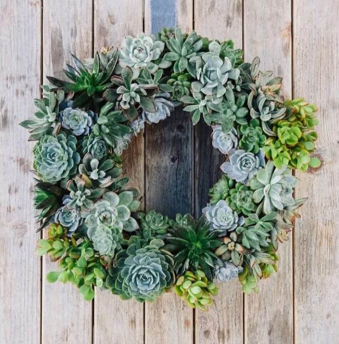A Christmas wreath made of succulents 