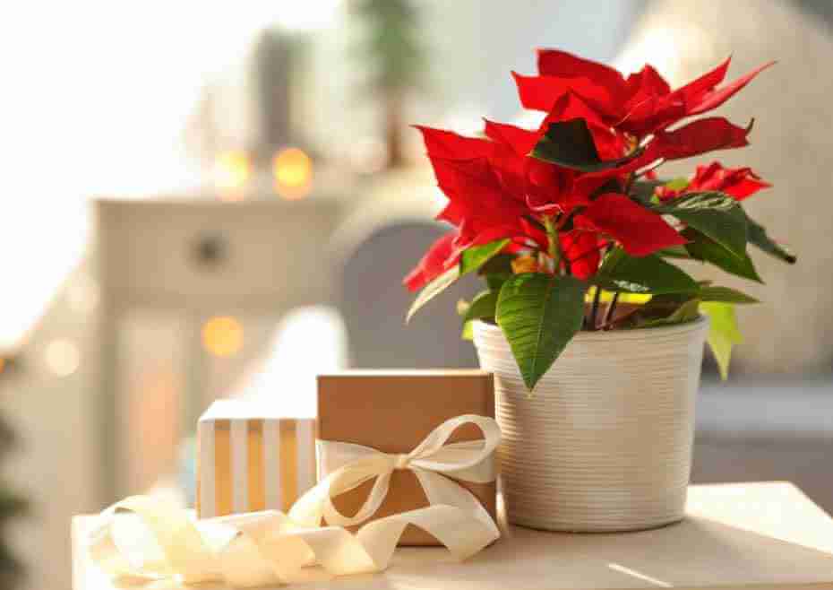 20+ Ways to Adopt Poinsettia in Your Christmas Decoration (1)