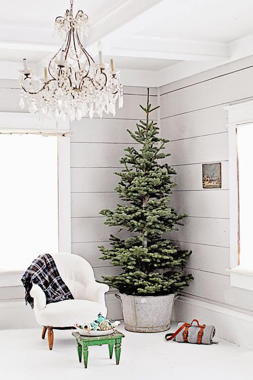 Cover the base of the tree with a bucket 2 (1)
