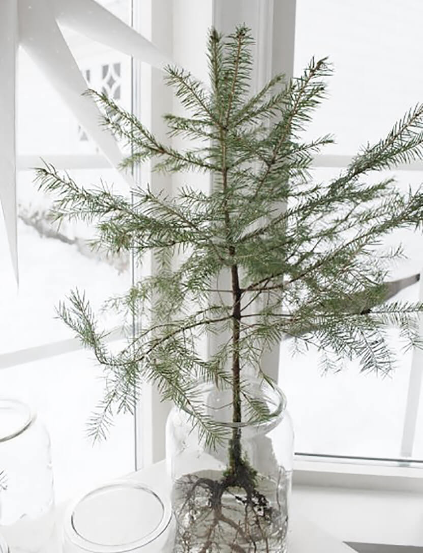 Decorate with dead firs 2 (1)