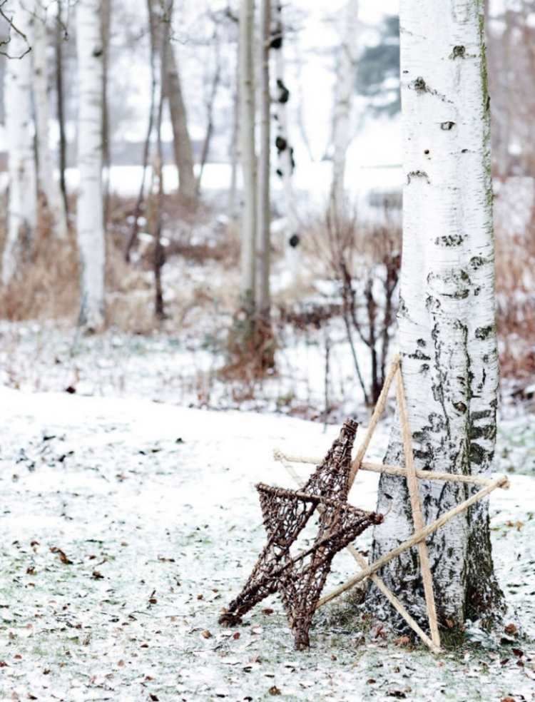 Decorate your garden with pretty polar stars for Christmas-compressed