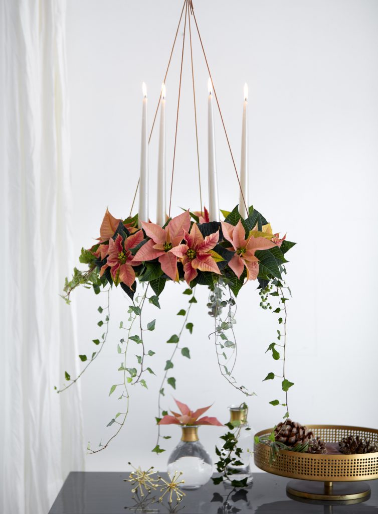 poinsettia suspension