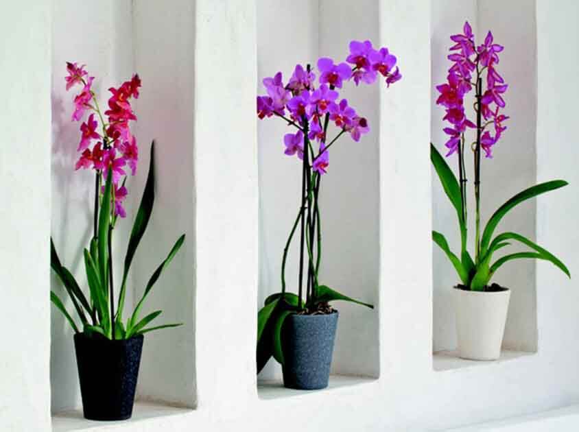Orchids (1)