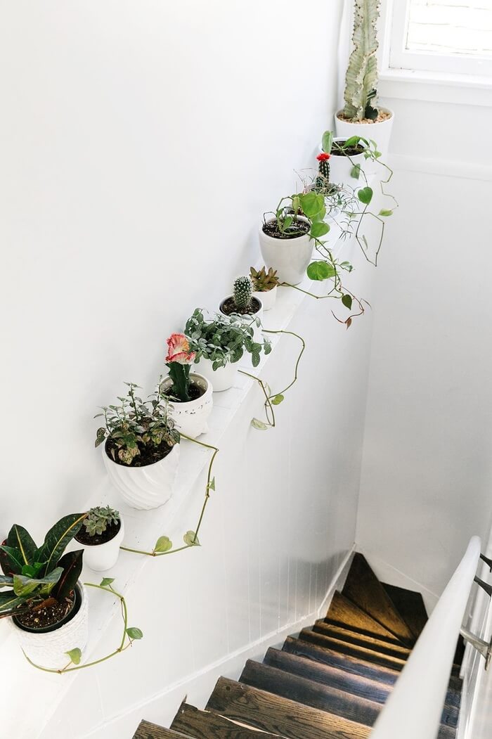 when plants are the decor (1)