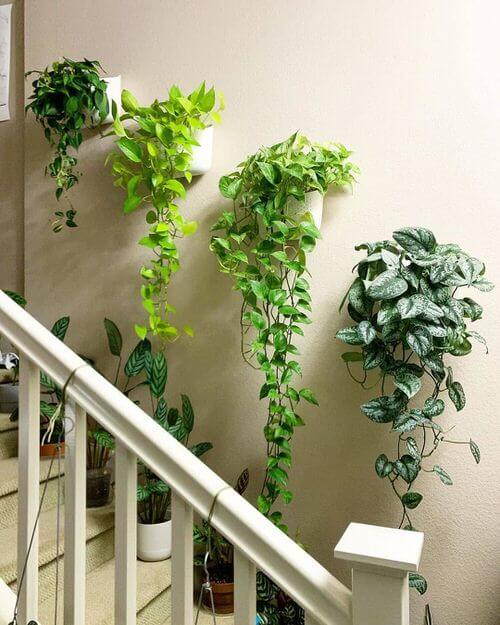 Hang plants on the walls (1)