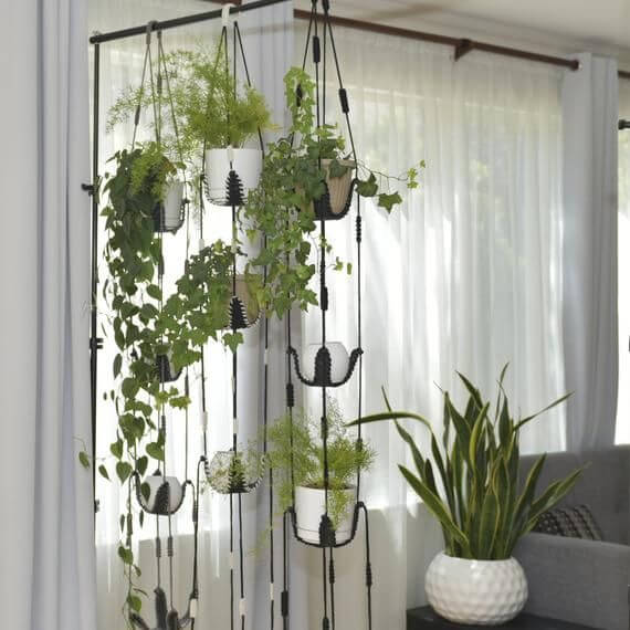 Hanging plants (1)