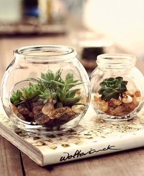11. Decorate with Succulents and Cactus