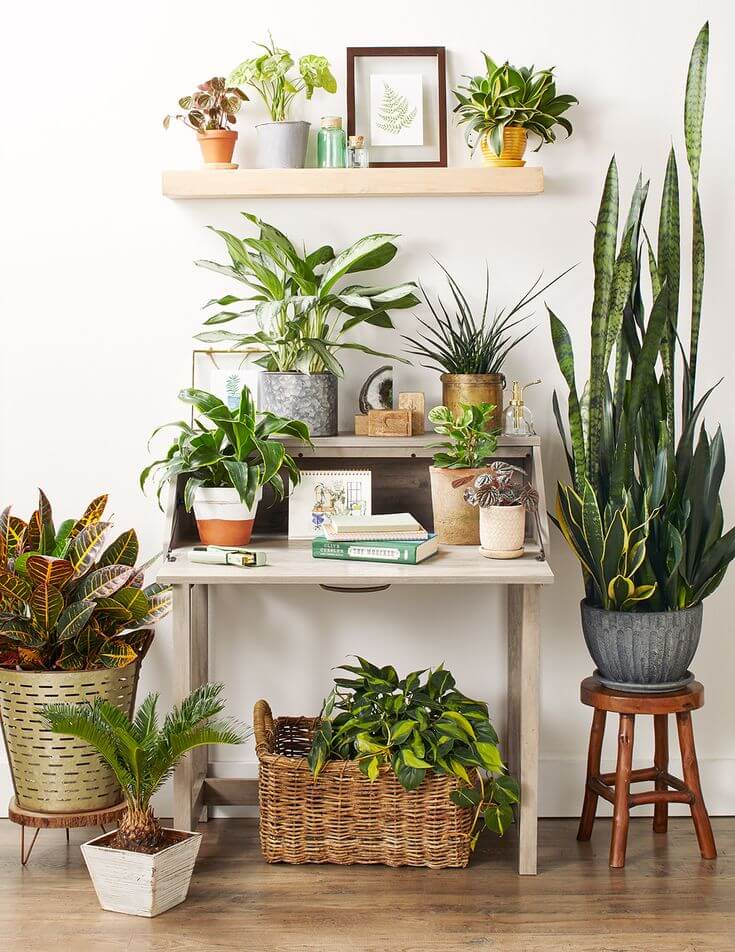Spots in the Home Where Plants Should Not Be Placed