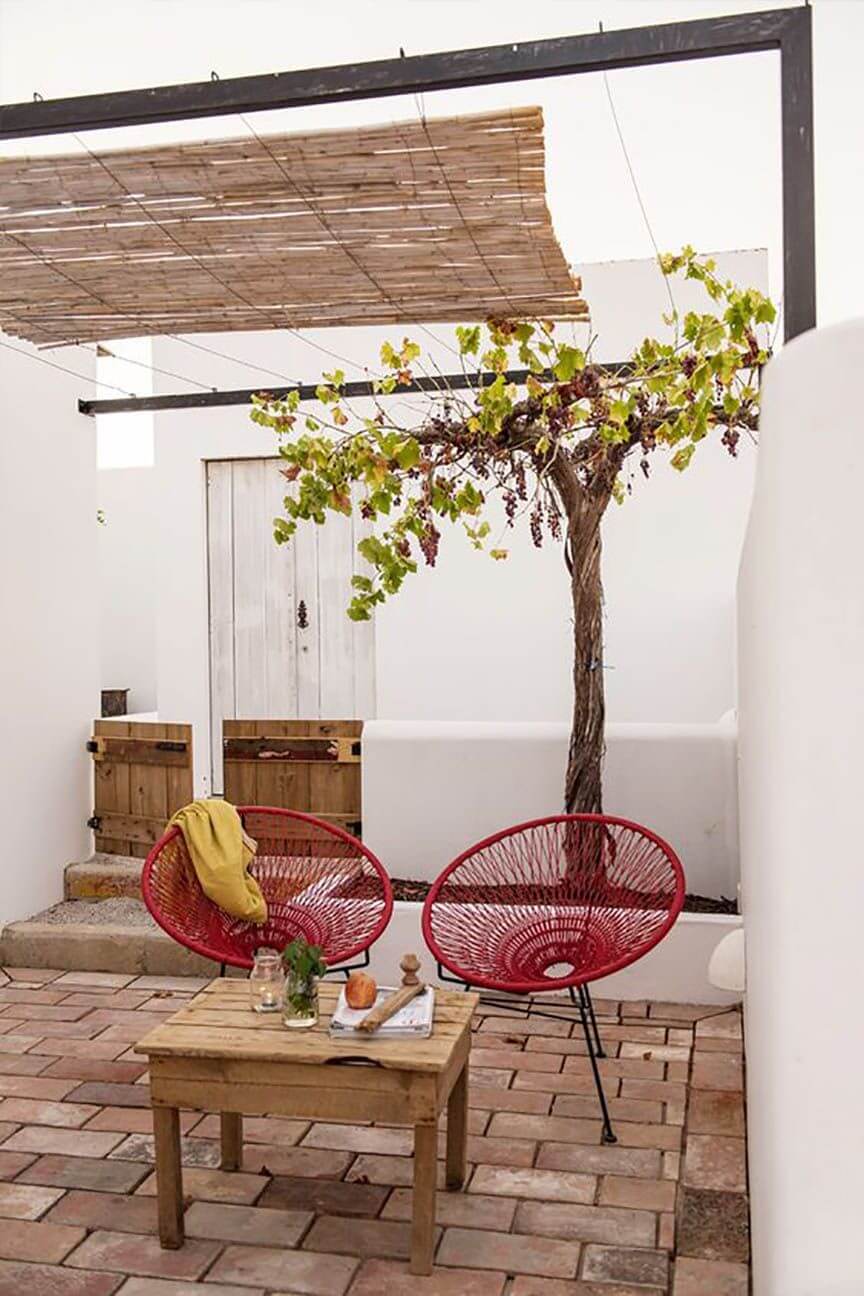 5- A climbing plant for a small shaded terrace 