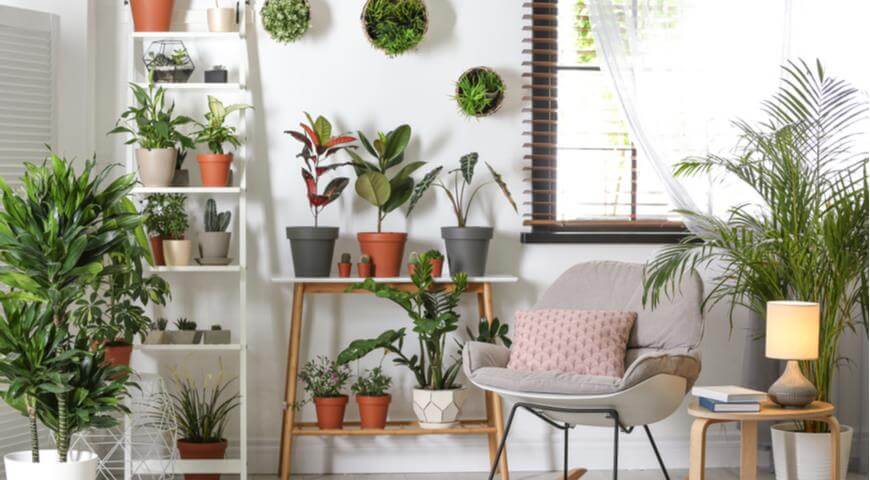 Indoor plants rule